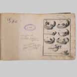 Sammelband der Abbildungen zu Linné, Natursystem