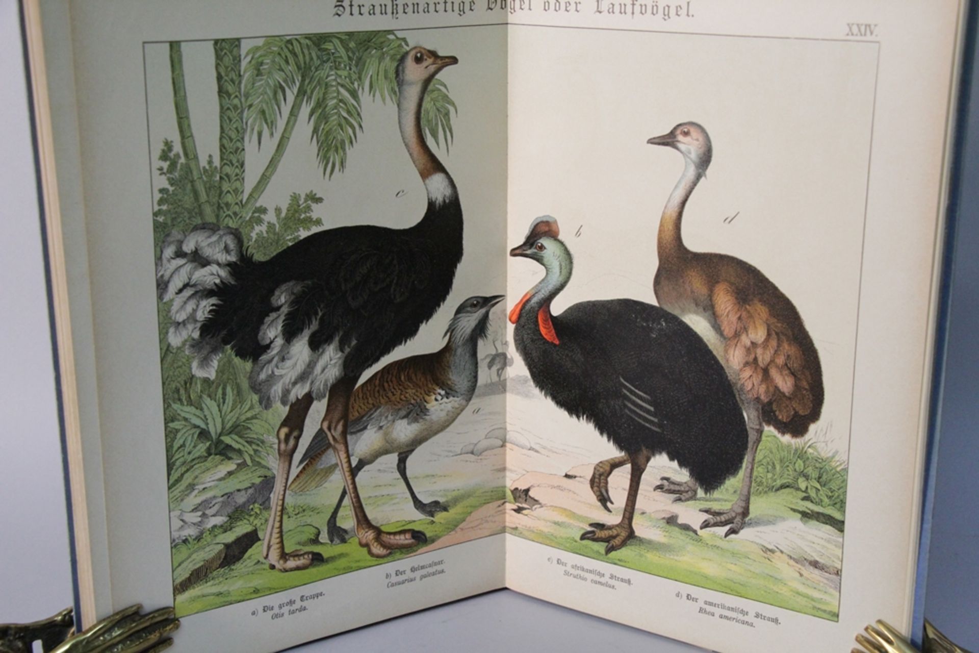 Naturgeschichte Der Vögel - Image 2 of 2