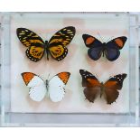 5 Schaukästen versch. Größen mit Schmetterlingen z.B. "Morpho Hecuba", "Papilio Zagreus", "Morpho He