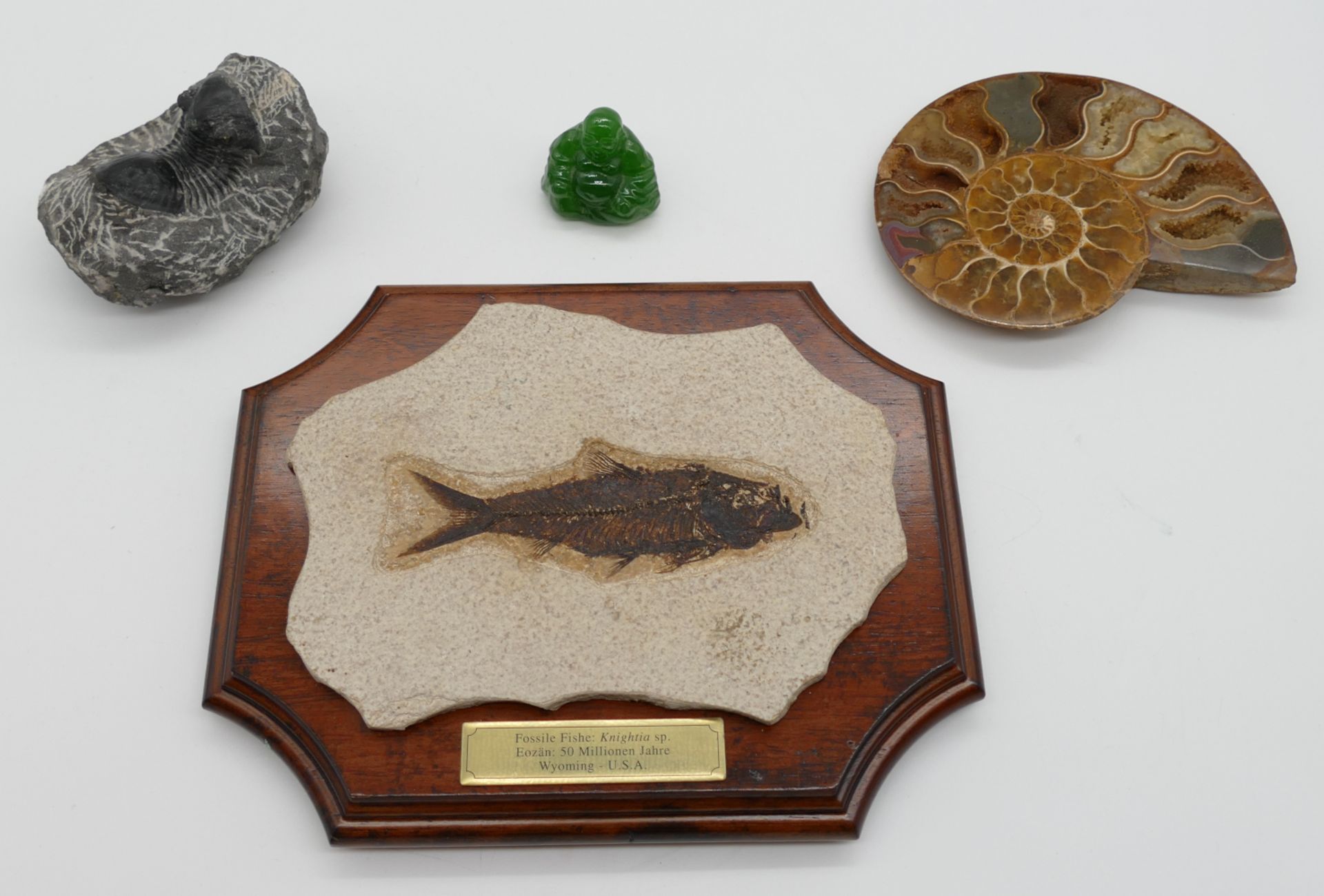 1 Konv. Mineralien und Fossilien z.B. "Knightia aus dem Eozän" ca. L 20cm, Ammonite bis ca. L 17cm,