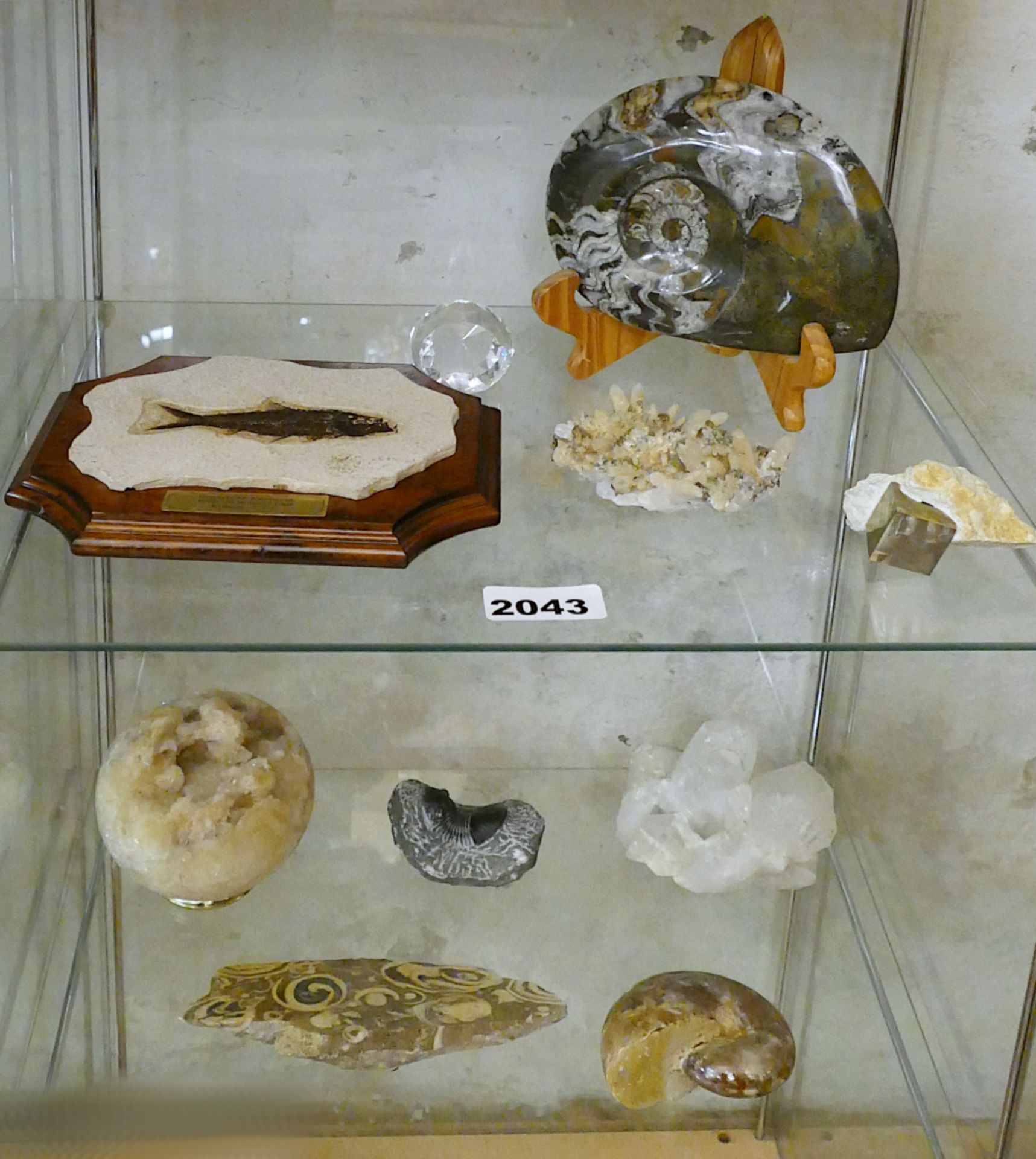 1 Konv. Mineralien und Fossilien z.B. "Knightia aus dem Eozän" ca. L 20cm, Ammonite bis ca. L 17cm, - Image 3 of 3