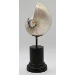 1 Nautilusmuschel auf Marmorsockel, H ca. 29cm, Sockel z.T. besch., berieben, Asp.