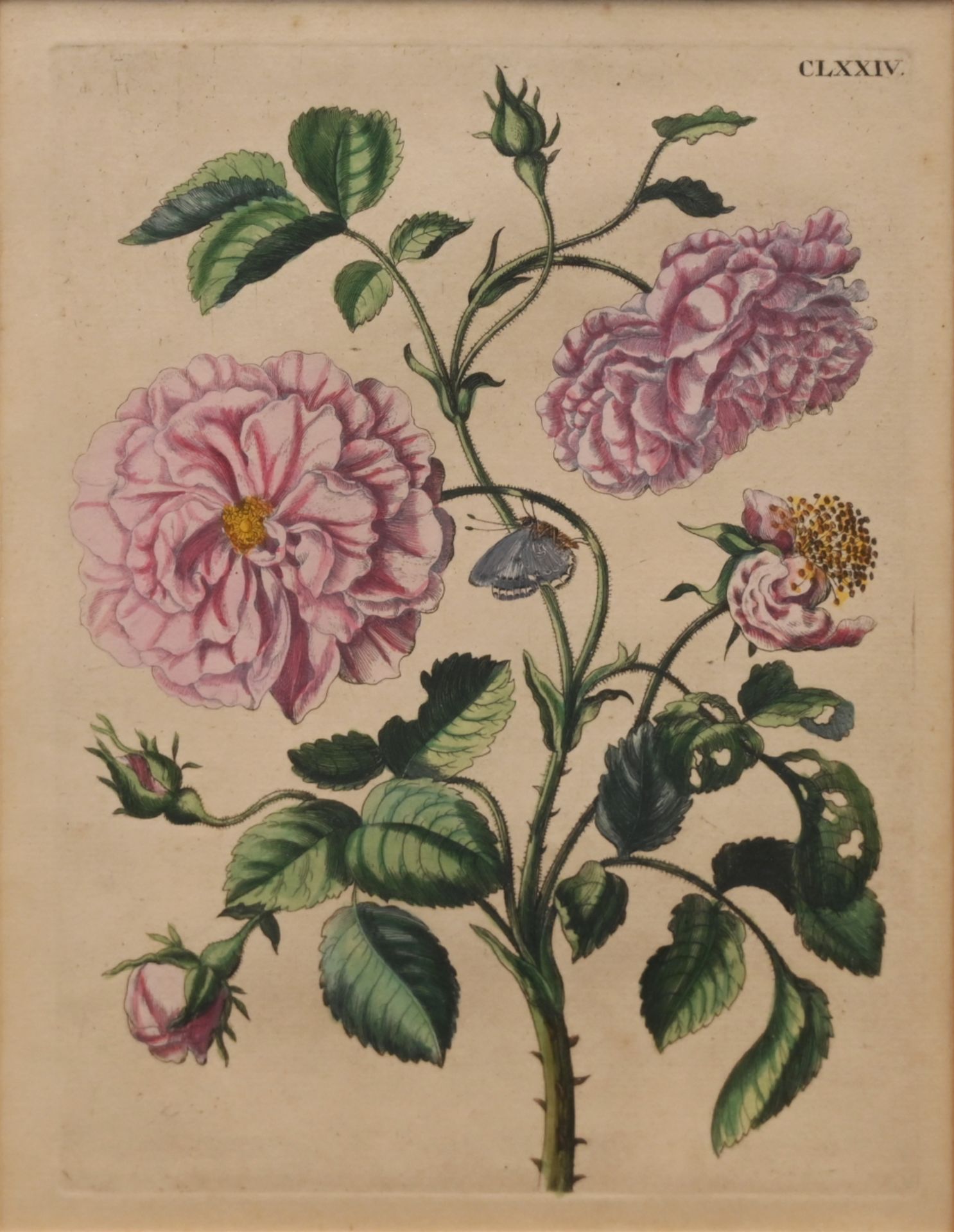 1 Kupferstich lt. rücks. Klebezettel Maria Sybilla MERIAN (wohl 1647 Frankfurt am Main-1717 Amsterda