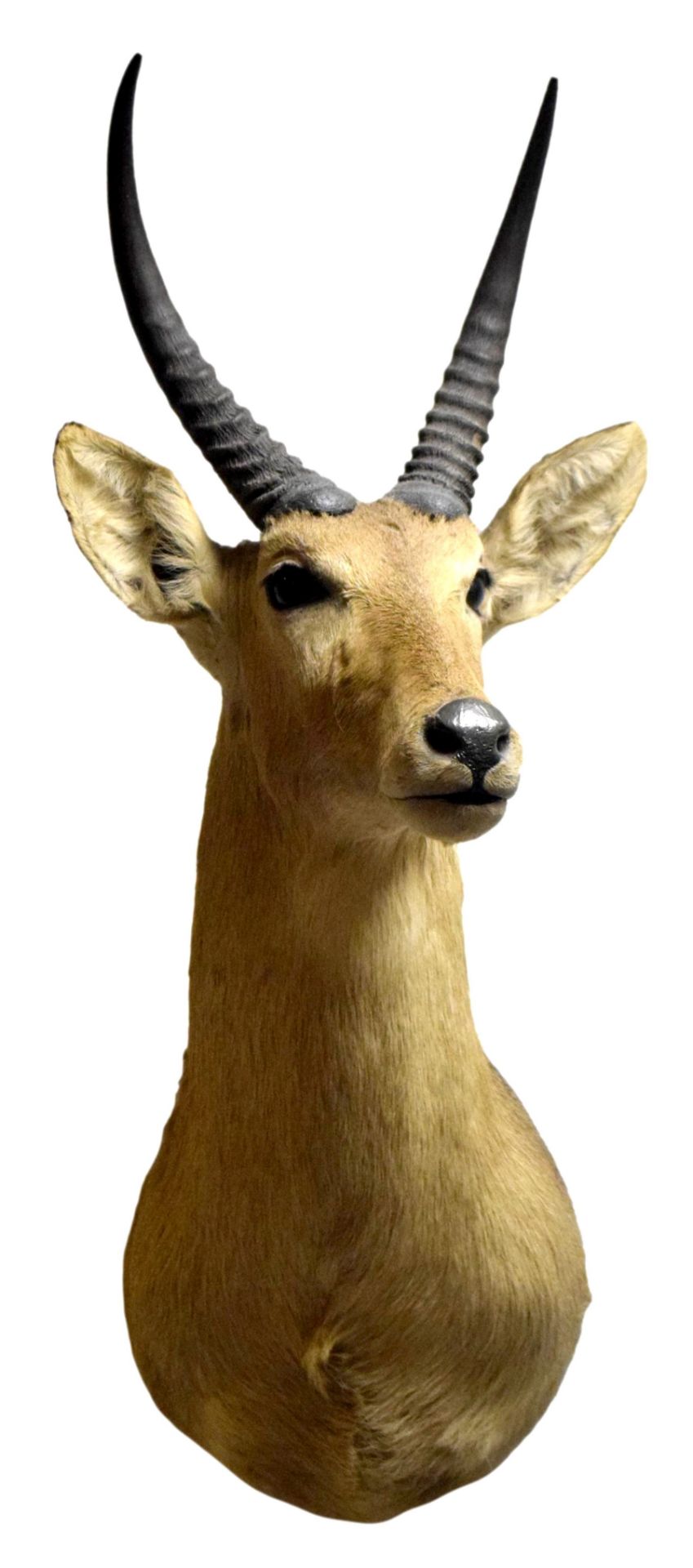 Kleine Antilope oder Buschbock