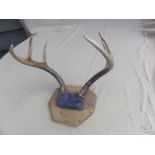 6-Point Antler Mount.