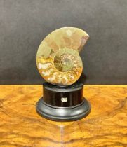 Natural History - Palaeontology - an ammonite fossil, bisected and polished, mounted for display,