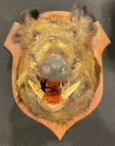 Taxidermy - a wild boar (Sus scrofa), oak shield shaped mount, 58.5cm high, 47cm wide, 64.5cm deep