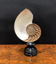 Natural History - a bisected tiger nautilus shell, mounted for display, 25.5cm high