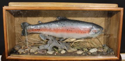 Taxidermy - a naturalistically mounted Rainbow Trout, wall mounting glazed pine case, 39cm high,