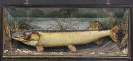 Taxidermy - a pike, naturistically mounted, ebonised case, 46cm high, 109.5cm wide, 20cm deep,