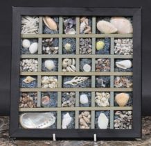 Natural History - Conchology - an arrangement of sea shells, the compartmented diorama 27cm wide