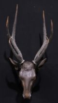 Faux Taxidermy - a 19th century Alpine Black Forest sculptural carving, as a stag or roebuck,