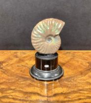 Natural History - Palaeontology - a pearly ammonite fossil, mounted for display, 10cm high overall