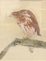 P Thompson (British, 20th century) Portrait of a Buzzard, perched on a gnarled branch signed,