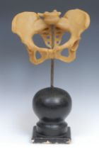 Medical Interest - Osteology - a wax didactic anatomical model, of a human pelvis, 46cm high overall