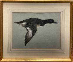 Berrisford Hill (British, 20th Century), Male Tufted Duck in flight, signed, watercolour and