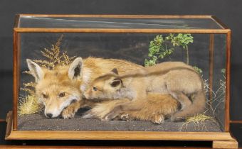 Taxidermy - a vixen fox and kit, naturalistically mounted, pine case, 33.5cm high, 66cm wide, 46cm