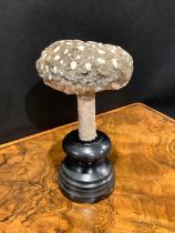 Natural History - Mycology - a painted model of fungus specimen, mounted for display, 18cm high