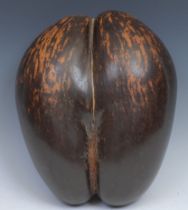 Natural History - a coco de mer (Lodoicea maldivica), 31.5cm wide
