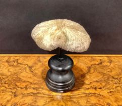 Natural History - a mushroom coral specimen, mounted for display, 16.5cm high overall