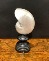 Natural History - Conchology - a pearl nautilus shell, mounted for display, 19.5cm high