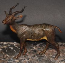 An Austrian cold painted bronze, of an antelope, possibly Bergmann, 15.5cm long, c.1900