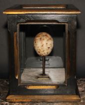 Natural History, Ornithology - a museum-type birds' egg replica, Golden Eagle (Aquila chrysaetos),