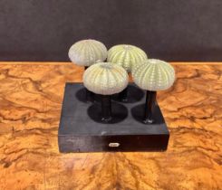 Natural History - miniature sea urchins, mounted for display, 8cm high