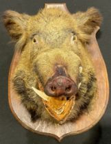 Taxidermy - a wild boar (Sus scrofa), by A. Choplin, Naturaliste Préparateur, 25 Rue Michelet,