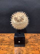 Natural History - a spiny puffer fish (tetraodontidae), mounted for display, 19cm high