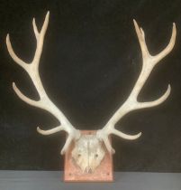 Taxidermy - a pair of deer stag antlers on the skull plate, plaque, 68cm high, 69cm wide