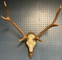 Taxidermy - a Sika stag skull and antlers, mounted on shield shaped plaque, inscribed Sika Stag,
