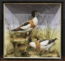 Taxidermy - a pair of common shelducks, naturalistically mounted, ebonised case, 71cm high, 77.5cm