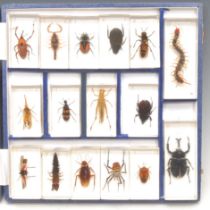 Natural History - Entomology - a collection of preserved beetle and other insect specimens