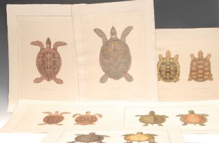 Interior Decoration, La Roche Laffitte, six Natural History studies of Tortoises (Testudines),