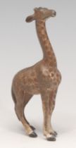 An Austrian cold painted bronze, of a giraffe, 8.5cm high