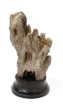 Natural History - a sea sponge specimen, mounted for display, 25.5cm high overall