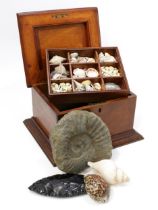 Natural History and Antiquities- an early 20th century mahogany collector's box, hinged cover