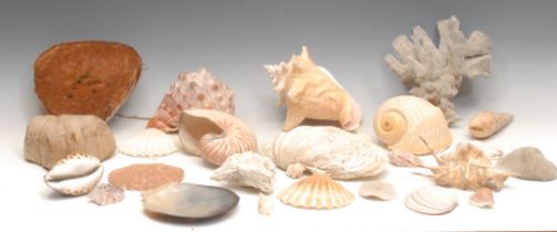 Conchology - a claw shell; spiny conch shells; others; a coral specimen; etc (qty)