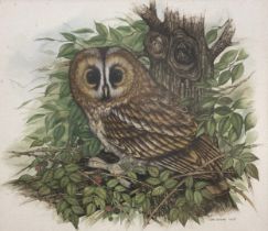 Claire Bernard Tawny Owl signed, dated '89, watercolour, 47cm x 53cm