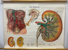 Scientific interest - Two wall charts, c.1954, Structure and Function of the Heart, and The Kidneys,