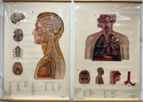 Scientific interest - a pair of Human Anatomy wall charts - ‘The Brain’, and ‘The Respiratory