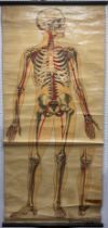 Scientific interest - A Human Anatomical Circulatory System Chart, for St. John’s Ambulance Brigade,