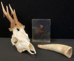 Taxidermy - a Roe Deer skull with antlers, 41cm long; Goliath Bird eating Spider specimen (