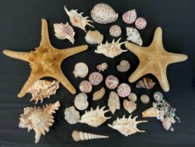 A Thorn Crown Starfish, another, shells, geology specimens etc