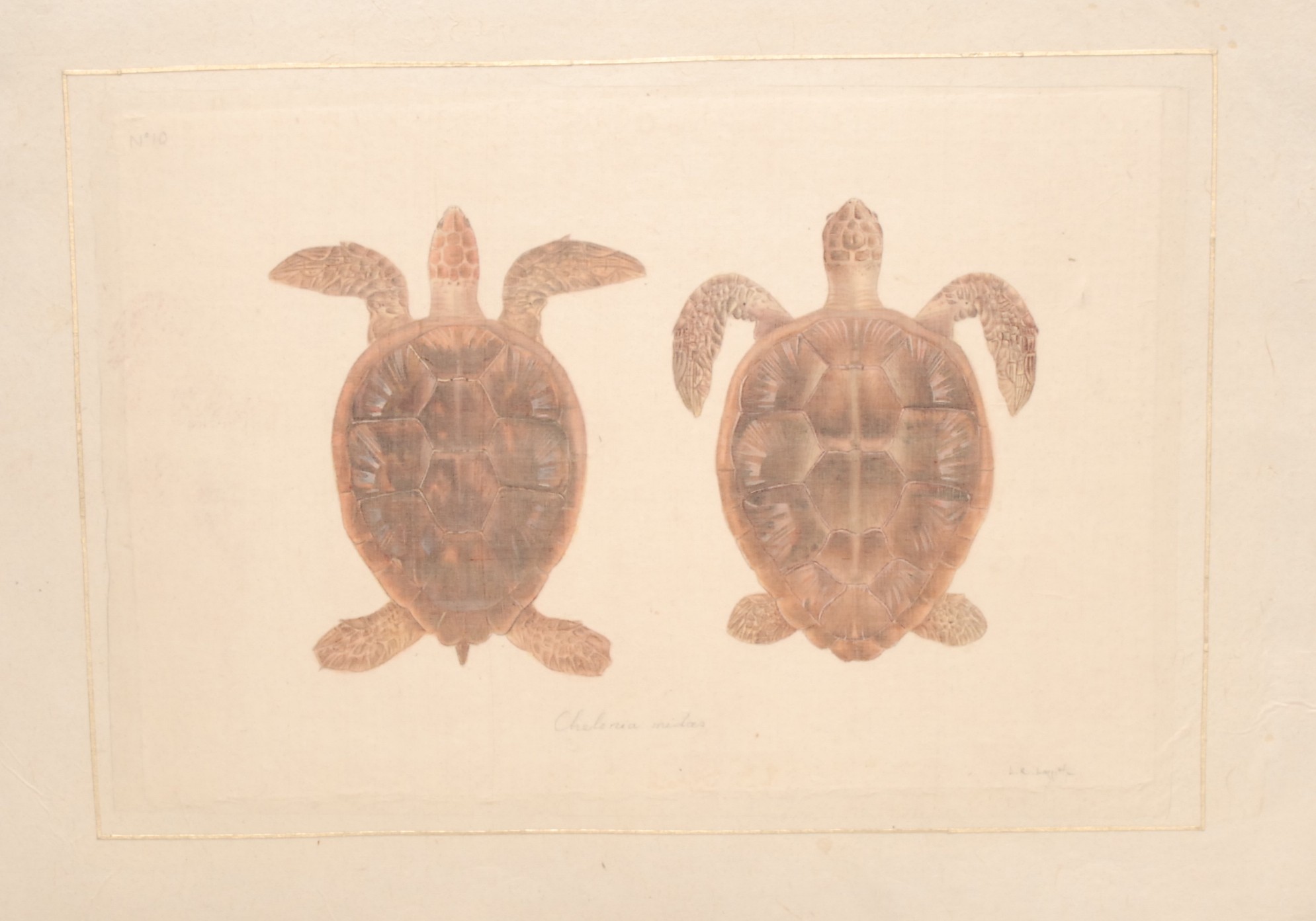 Interior Decoration, La Roche Laffitte, six Natural History studies of Tortoises (Testudines), - Bild 7 aus 7