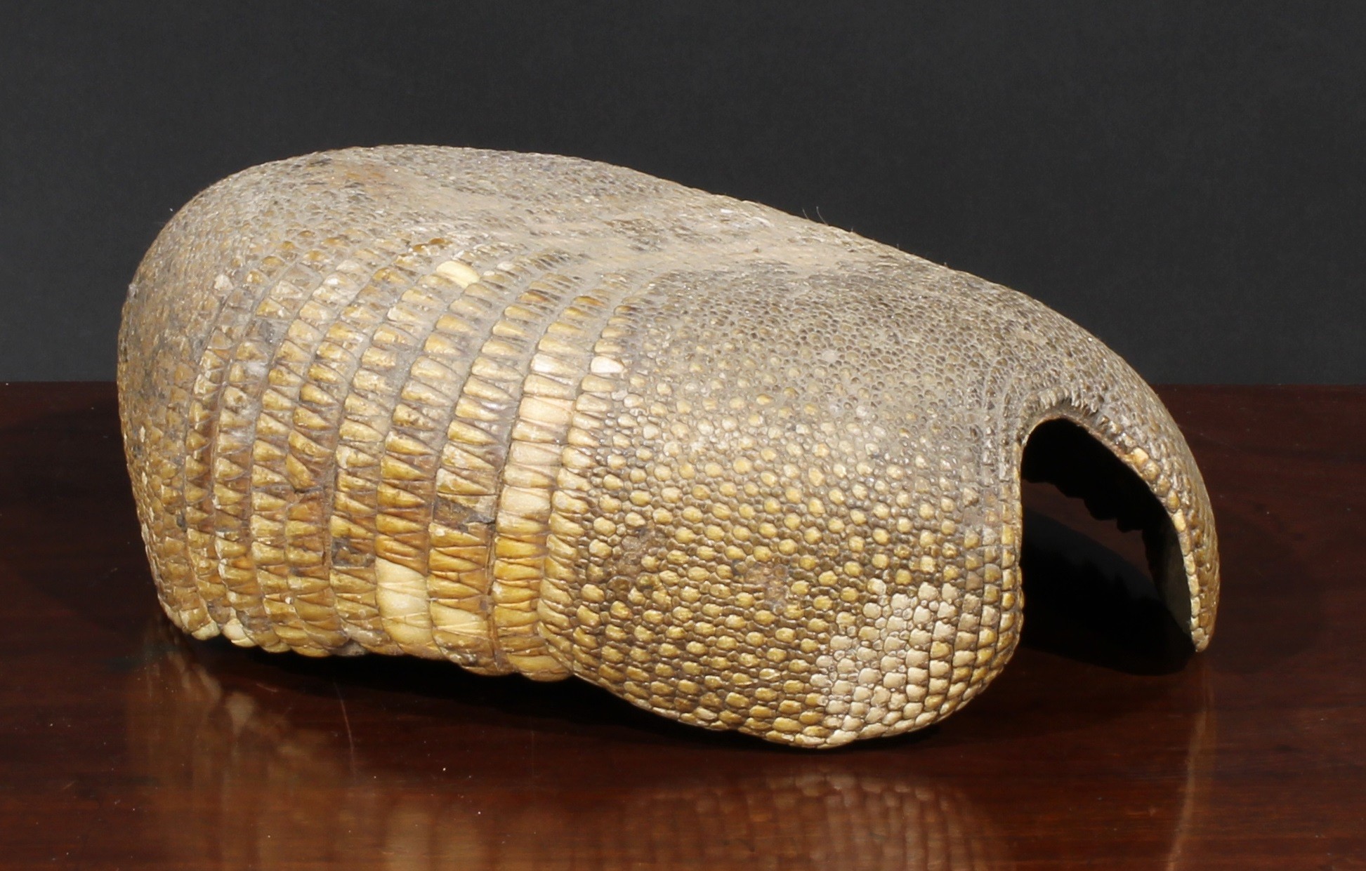 Taxidermy - an iguana, 35.5cm long; a coiled snake, 33cm high; an armadillo shell; another (4) - Image 4 of 5