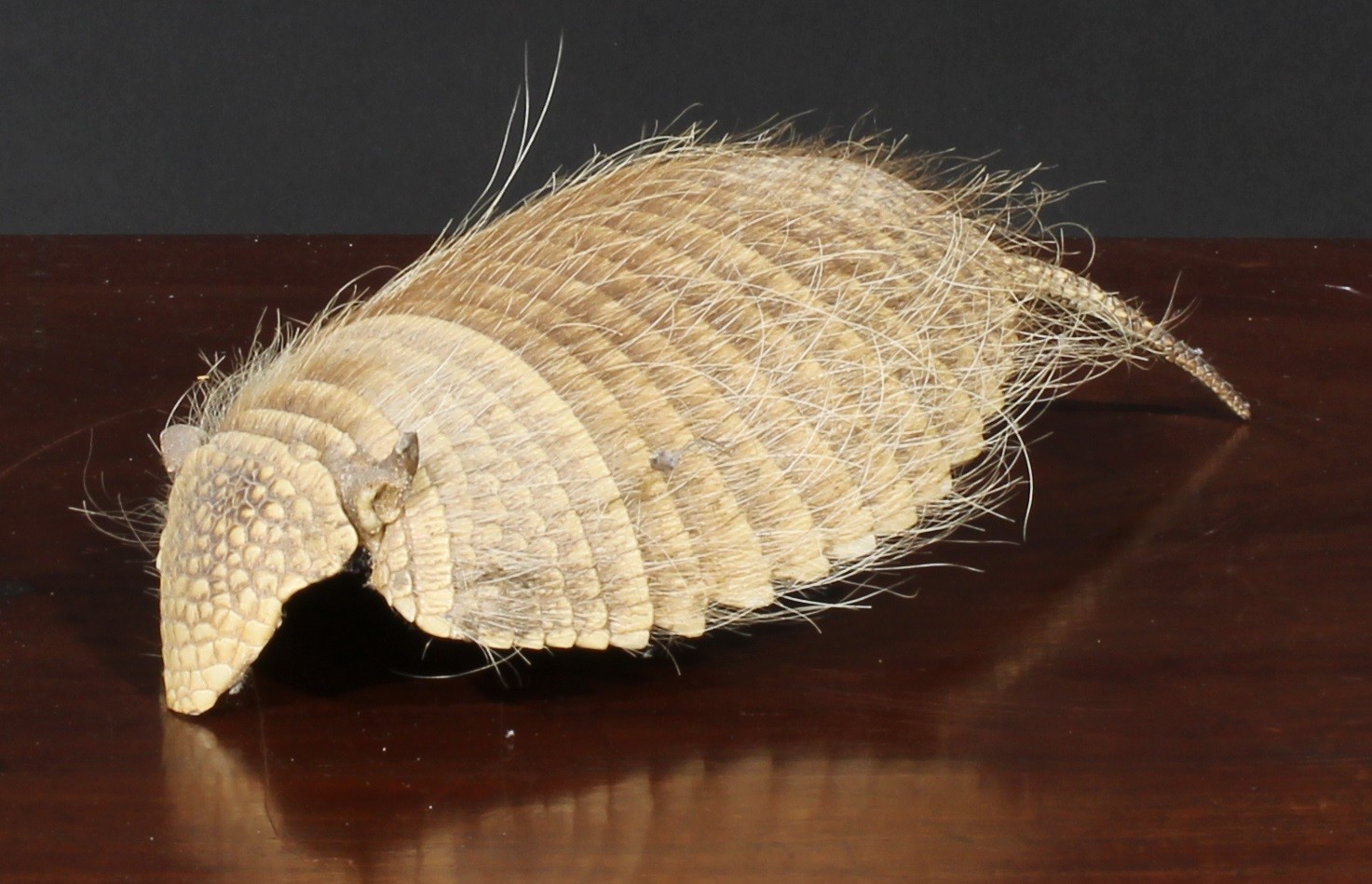 Taxidermy - an iguana, 35.5cm long; a coiled snake, 33cm high; an armadillo shell; another (4) - Image 5 of 5