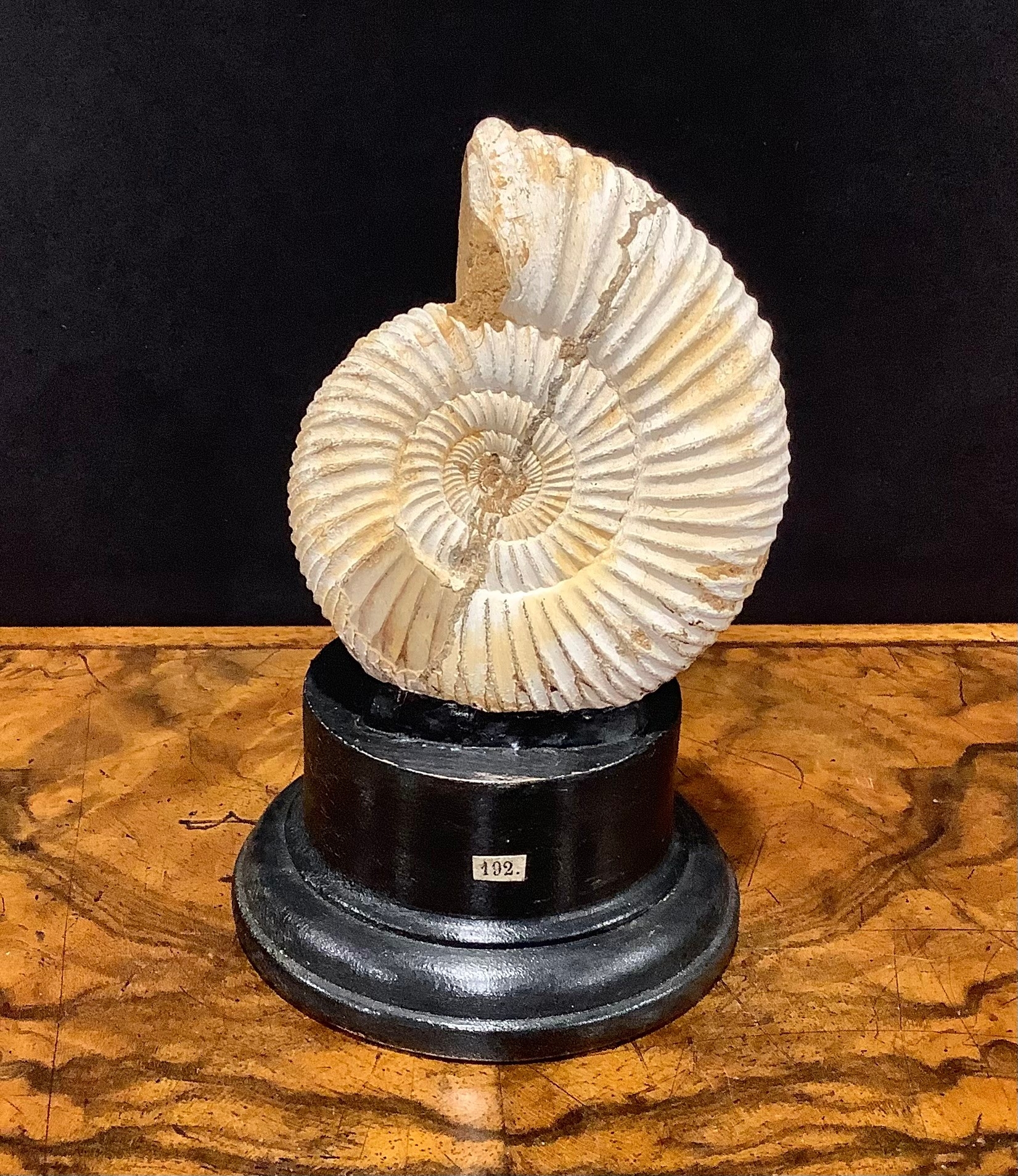 Natural History - Palaeontology - an ammonite fossil, mounted for display, 12.5cm high