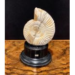 Natural History - Palaeontology - an ammonite fossil, mounted for display, 12.5cm high